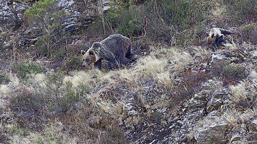 Cantabrian brown bear